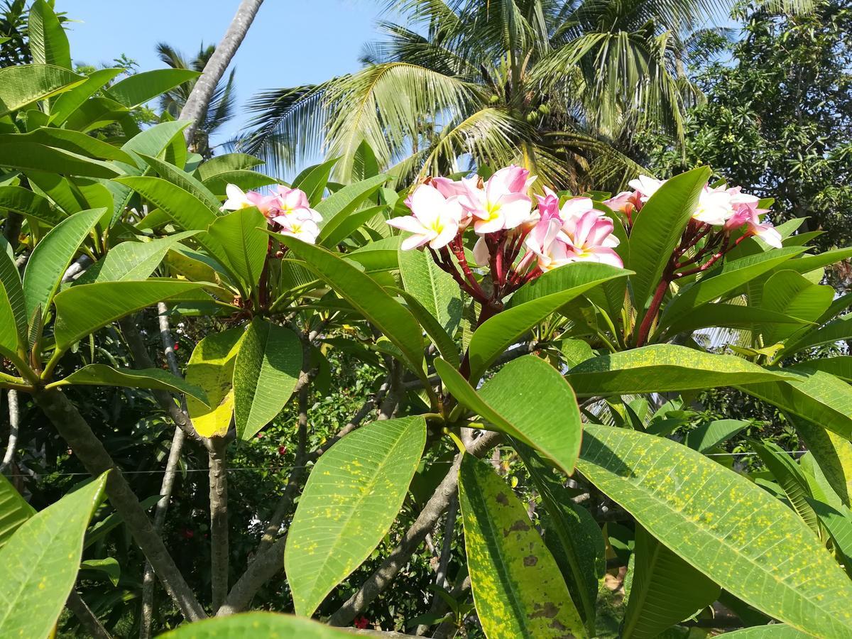 Star * Tangalle